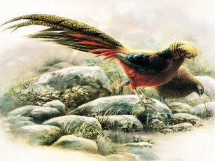 Картинка рисованные животные птицы