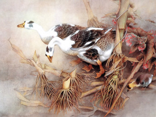 Картинка рисованные животные птицы гуси