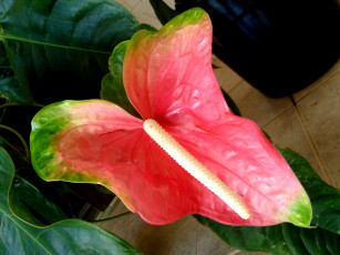 Картинка цветы антуриум цветок фламинго алый