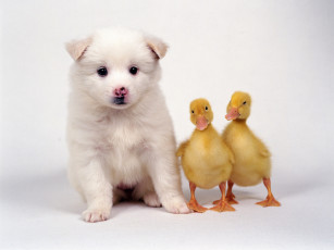 Картинка животные разные вместе щенок гусята