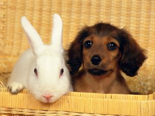 обоя животные, разные, вместе, щенок, кролик