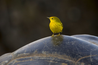 Картинка зяблик животные птицы желтая птичка