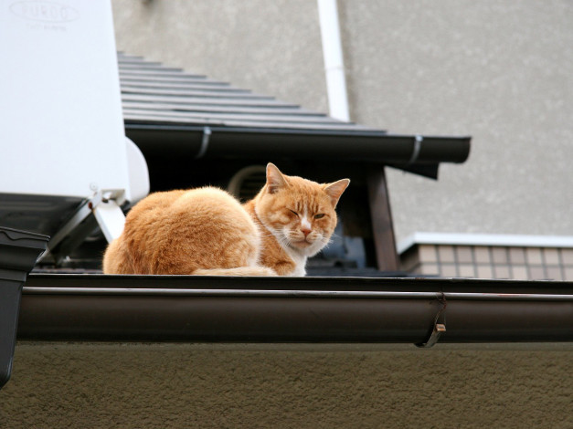 Обои картинки фото животные, коты, крыша
