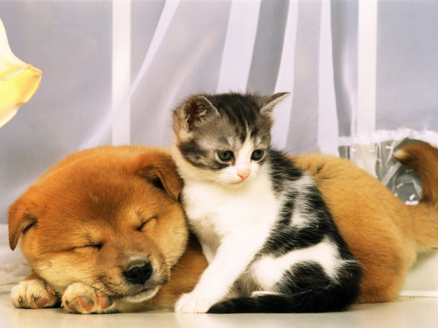 Обои картинки фото животные, разные, вместе, щенок, котёнок