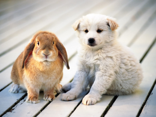 Обои картинки фото животные, разные, вместе, щенок, кролик