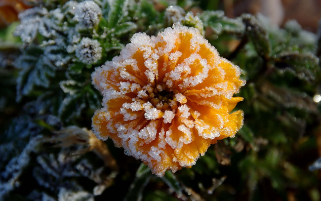 Обои картинки фото цветы, кристаллы, льда, оранжевый