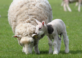 Картинка животные овцы бараны мама малыш шерсть
