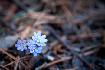 обоя цветы, ветреницы, печёночницы, голубой, печеночницы