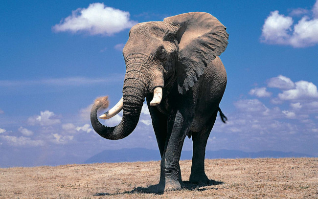 Обои картинки фото животные, слоны, хобот, бивни, великан, слон, степь