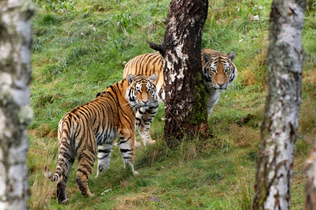 Обои картинки фото животные, тигры, хищники, пара, лес