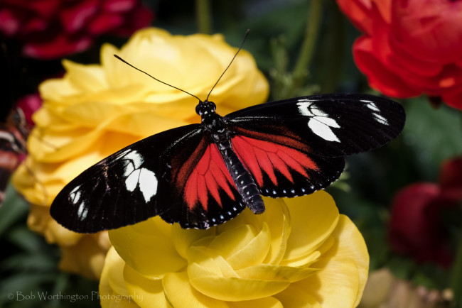 Обои картинки фото животные, бабочки, крылья, цветы, пестрый