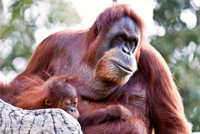 Обои картинки фото животные, обезьяны, малыш, рыжий, орангутанг