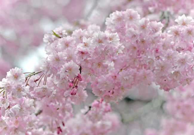Обои картинки фото цветы, сакура, вишня, цветение, розовый, ветки, весна