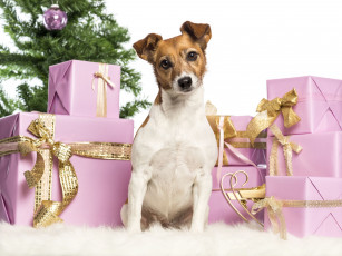 Картинка животные собаки новый год джек рассел терьер подарки коробки