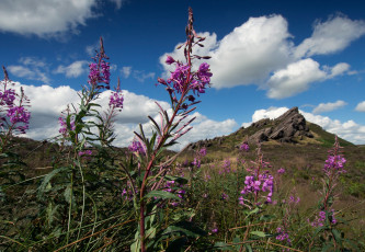 Картинка цветы луговые полевые горы облака луг