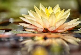 Картинка цветы лилии водяные нимфеи кувшинки макро