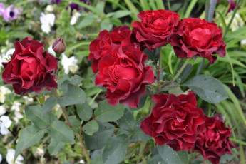 Картинка цветы розы бордовые куст