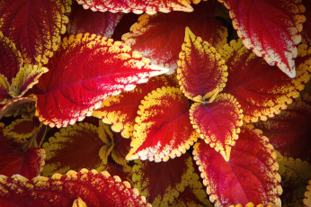 Картинка цветы колеусы каладиумы листья
