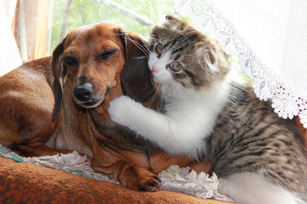 Картинка животные разные вместе собака кошка