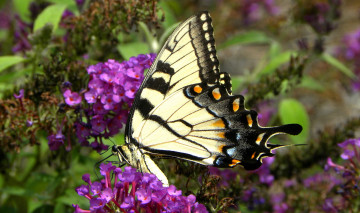 Картинка животные бабочки бабочка цветы