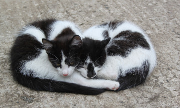 Картинка животные коты две кошки