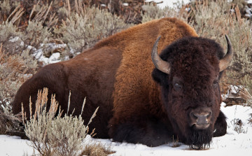 Картинка животные зубры бизоны отдых зубр трава