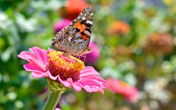 Картинка животные бабочки бабочка цветок