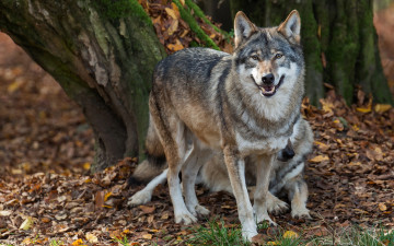Картинка животные волки осень санитары хищники