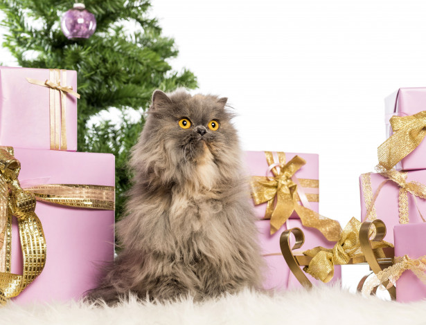 Обои картинки фото животные, коты, новый, год, подарки, коробки, пушистый, перс