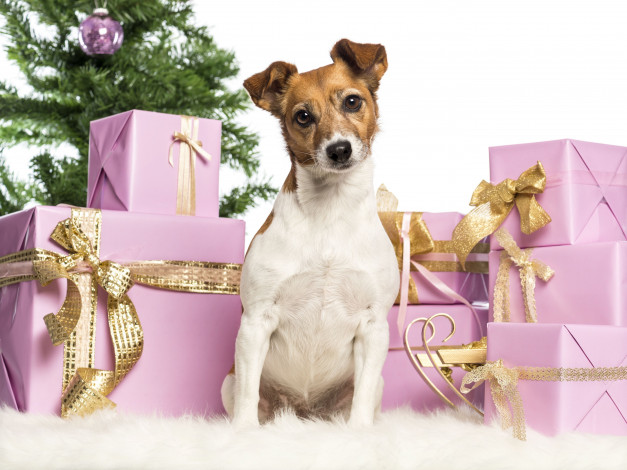 Обои картинки фото животные, собаки, новый, год, джек, рассел, терьер, подарки, коробки