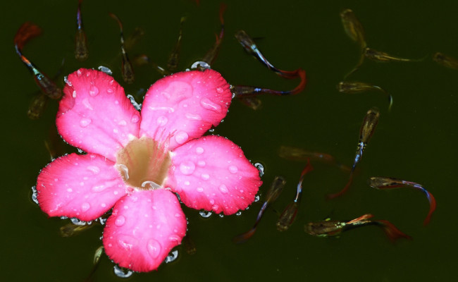 Обои картинки фото цветы, адениум, пустынная, роза, цветок, мальки, вода