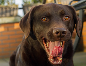 Картинка животные собаки собака пасть язык