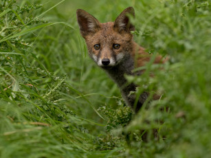 Картинка животные лисы лиса трава зелень взгляд зверёк растения