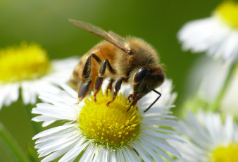 обоя животные, пчелы,  осы,  шмели, ромашка, цветок, насекомое, пчела, макро, фон