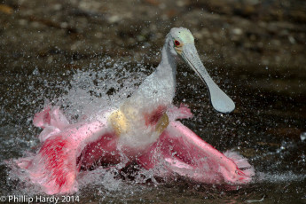 Картинка животные птицы капли брызги клюв вода розовая птица