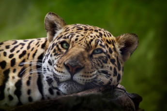 Картинка животные Ягуары взгляд портрет