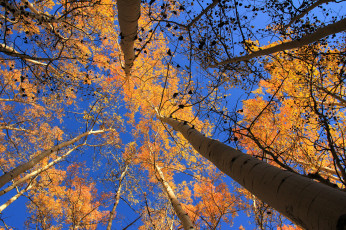 Картинка природа деревья небо осень листья осина сша колорадо аспен