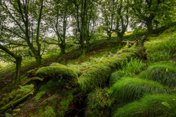Картинка природа лес трава деревья зелень растения
