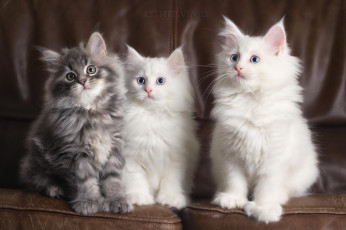 Картинка животные коты котята трио белые серый диван пушистые