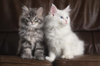 Картинка животные коты пара белый серый комната кожаный диван