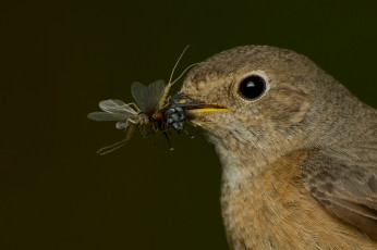Картинка животные птицы птица портрет клюв глаз добыча еда насекомые