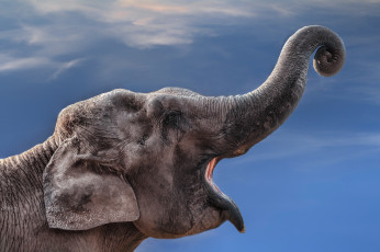 Картинка животные слоны хобот голова слон
