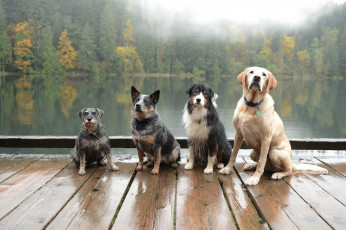 Картинка животные собаки озеро лес друзья