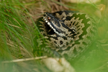 Картинка животные змеи +питоны +кобры змея трава зелень растения размытость