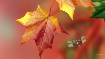 Картинка животные стрекозы коллаж лист стрекоза природа макро осень фон