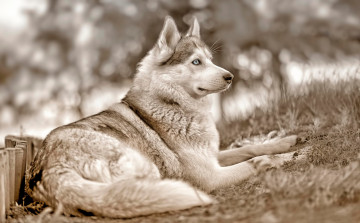 Картинка животные собаки собака сибирский хаски голубые глаза взгляд поза