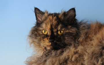 Картинка животные коты кошка взгляд селкирк-рекс черепаховая