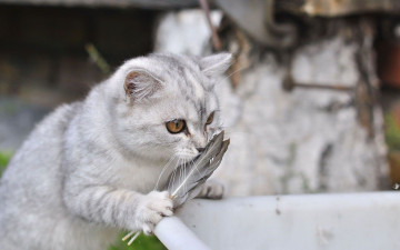 Картинка животные коты перья кот
