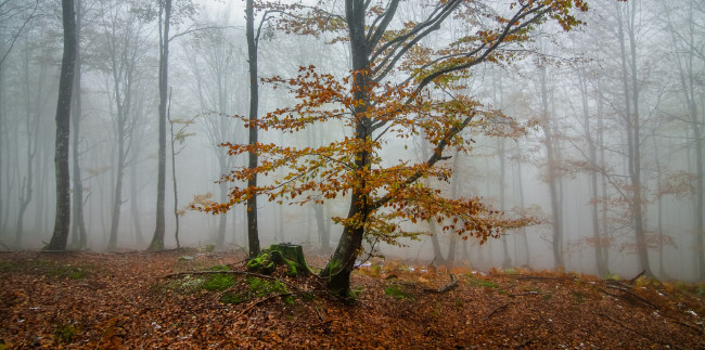 Обои картинки фото природа, лес, ветки, деревья, igor, galarza, туман, листья, утро