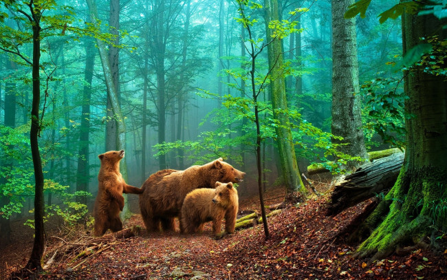 Обои картинки фото животные, медведи, лес